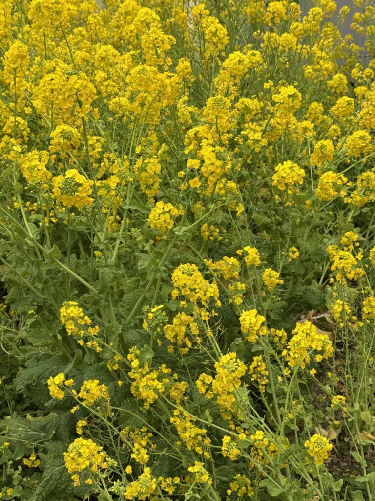 大コネ新年会開催！